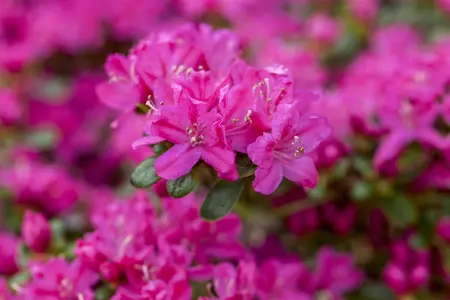Rhododendron (AJ) 'Kermesina' - 3 Ltr pot - image 4