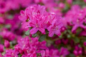 Rhododendron (AJ) 'Kermesina' - 3 Ltr pot - image 4