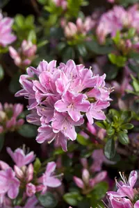 Rhododendron (AJ) 'Kermesina Rose'