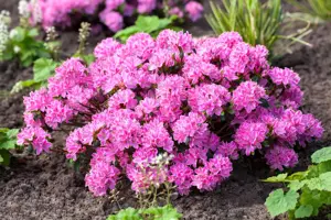 Rhododendron (AJ) 'Kermesina Rose' - 20-25 CM C3 - image 5