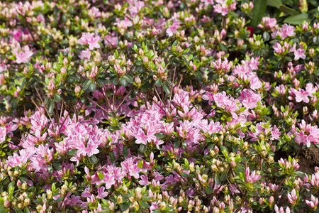 Rhododendron (AJ) 'Kermesina Rose' - P9 - image 2