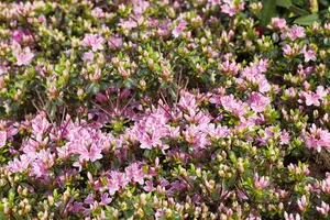Rhododendron (AJ) 'Kermesina Rose' - P9 - image 2