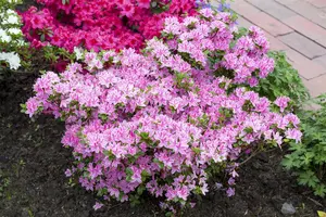 Rhododendron (AJ) 'Kermesina Rose' - P9 - image 4