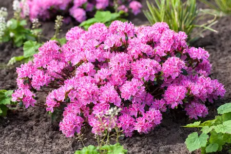 Rhododendron (AJ) 'Kermesina Rose' - P9 - image 5