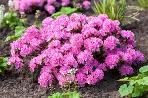Rhododendron (AJ) 'Kermesina Rose' - P9 - image 5