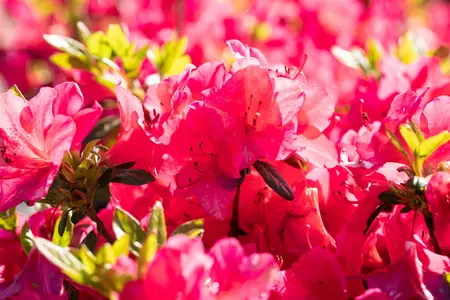 Rhododendron (AJ) 'Little Red' - 20-25 CM C2 - image 4