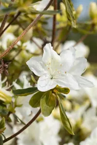 Rhododendron (AJ) 'Luzi' - 15 Ltr pot - image 2