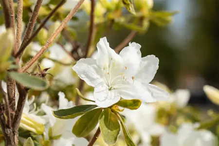 Rhododendron (AJ) 'Luzi' - 15 Ltr pot - image 1
