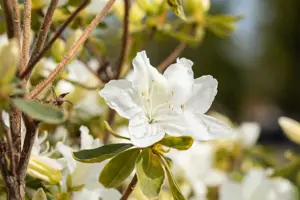 Rhododendron (AJ) 'Luzi'