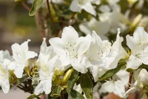 Rhododendron (AJ) 'Luzi' - 15 Ltr pot - image 3