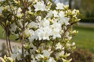 Rhododendron (AJ) 'Luzi' - 15 Ltr pot - image 4
