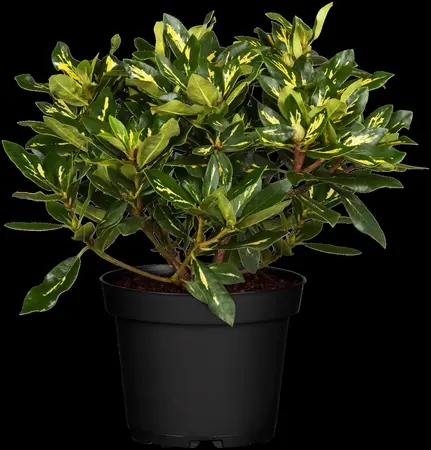 Rhododendron (AJ) 'M?m?' - 20-25 CM C2 - image 2