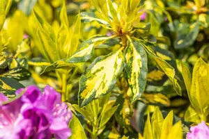 Rhododendron (AJ) 'M?m?' - 4 Ltr pot - image 2
