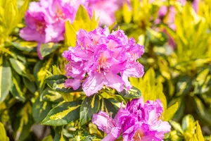 Rhododendron (AJ) 'M?m?' - 4 Ltr pot - image 4