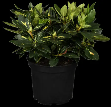 Rhododendron (AJ) 'M?m?' - 20-25 CM C2 - image 1