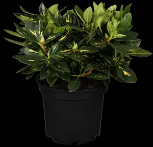Rhododendron (AJ) 'M?m?'