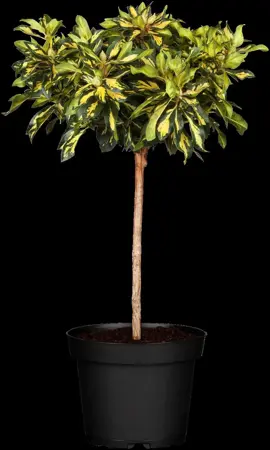 Rhododendron (AJ) 'M?m?' - P12 - image 3