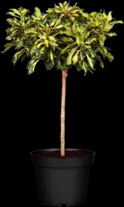 Rhododendron (AJ) 'M?m?' - P12 - image 3