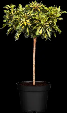 Rhododendron (AJ) 'M?m?' - 20-25 CM C2 - image 3