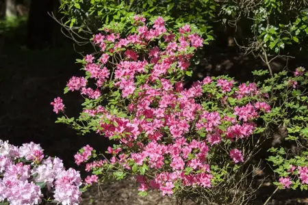 Rhododendron (AJ) 'Mad. van Hecke' - 3 Ltr pot - image 2