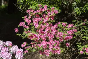 Rhododendron (AJ) 'Mad. van Hecke' - 3 Ltr pot - image 2