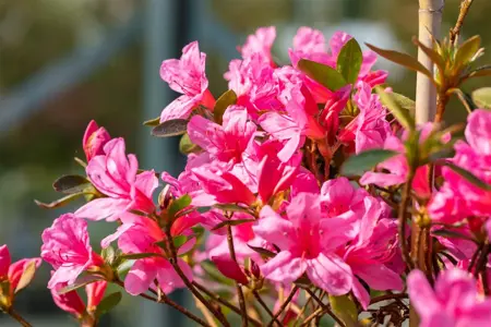 Rhododendron (AJ) 'Mad. van Hecke' - 3 Ltr pot - image 4
