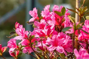 Rhododendron (AJ) 'Mad. van Hecke' - 70-80 CM C40 - image 4