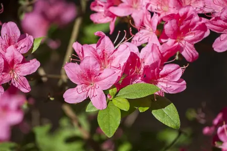 Rhododendron (AJ) 'Mad. van Hecke' - 60-80 CM C12 - image 1