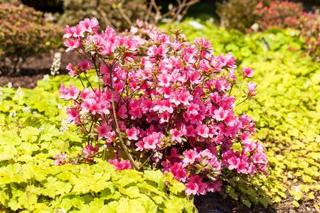 Rhododendron (AJ) 'Mad. van Hecke' - 60-80 CM C12 - image 3