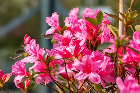 Rhododendron (AJ) 'Mad. van Hecke' - 60-80 CM C12 - image 4