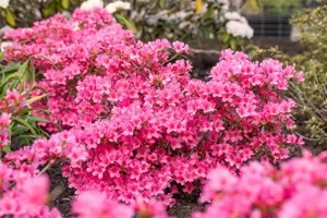 Rhododendron (AJ) 'Mad. van Hecke' - 60-70 CM C12 - image 5