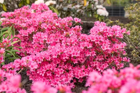 Rhododendron (AJ) 'Mad. van Hecke' - 60-80 CM C12 - image 5
