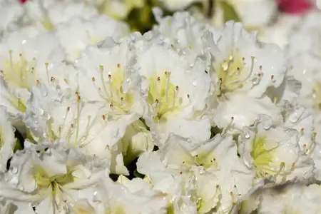 Rhododendron (AJ) 'Maischnee' - 2 Ltr pot - image 2
