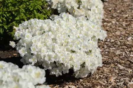 Rhododendron (AJ) 'Maischnee' - 2 Ltr pot - image 4