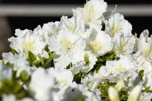 Rhododendron (AJ) 'Maischnee' - 2 Ltr pot - image 5
