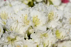 Rhododendron (AJ) 'Maischnee' - P9 - image 2