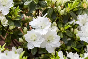 Rhododendron (AJ) 'Maischnee' - 3 Ltr pot - image 5