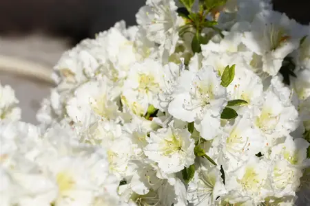 Rhododendron (AJ) 'Maischnee' - 2 Ltr pot - image 3