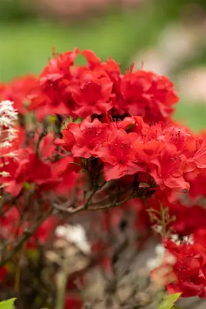Rhododendron (AJ) 'Maraschino' - P9 - image 2