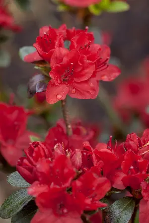 Rhododendron (AJ) 'Maruschka' - 3 Ltr pot - image 3