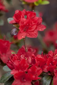 Rhododendron (AJ) 'Maruschka' - 3 Ltr pot - image 3