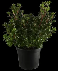 Rhododendron (AJ) 'Maruschka' - 4 Ltr pot - image 1