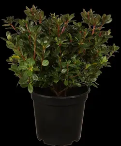 Rhododendron (AJ) 'Maruschka' - 20-25 CM C2 - image 2