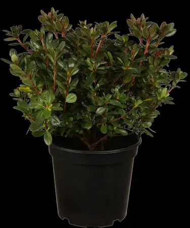 Rhododendron (AJ) 'Maruschka' - 4 Ltr pot - image 2