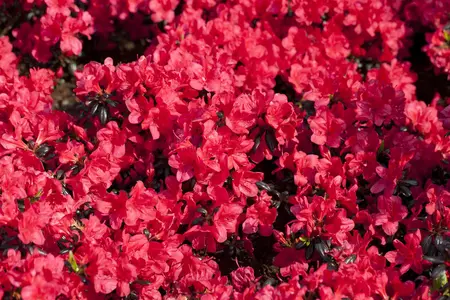 Rhododendron (AJ) 'Maruschka' - 4 Ltr pot - image 4