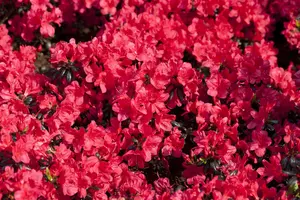 Rhododendron (AJ) 'Maruschka' - 4 Ltr pot - image 4
