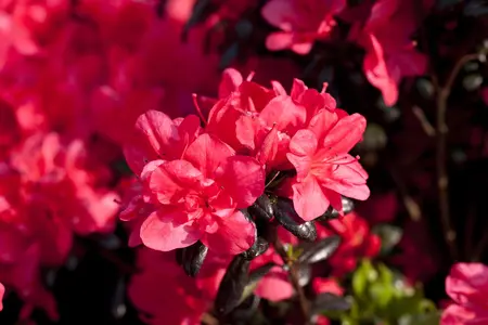 Rhododendron (AJ) 'Maruschka' - 4 Ltr pot - image 5