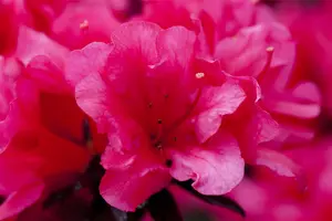 Rhododendron (AJ) 'Maruschka' - 3 Ltr pot - image 4