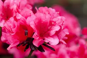Rhododendron (AJ) 'Maruschka' - 3 Ltr pot - image 5