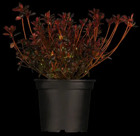 Rhododendron (AJ) 'Maruschka' - 20-25 CM C2 - image 3